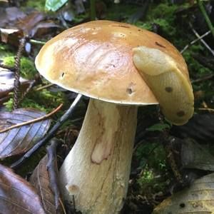 Meet your Posher, Terry